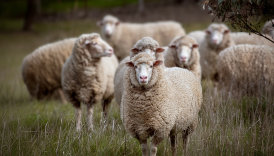 Merinowolle – die perfekte Naturfaser für Wolldecken