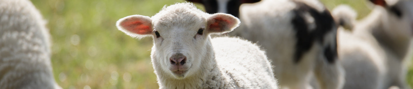 Ein Lämmchen steht im Sonnenlicht auf einer grünen Wiese.